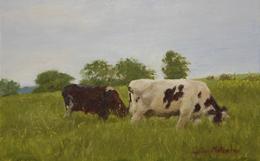Spring Hill Cows