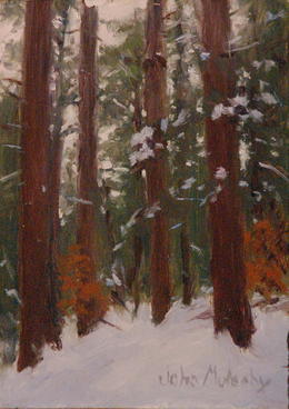 Pines in Winter